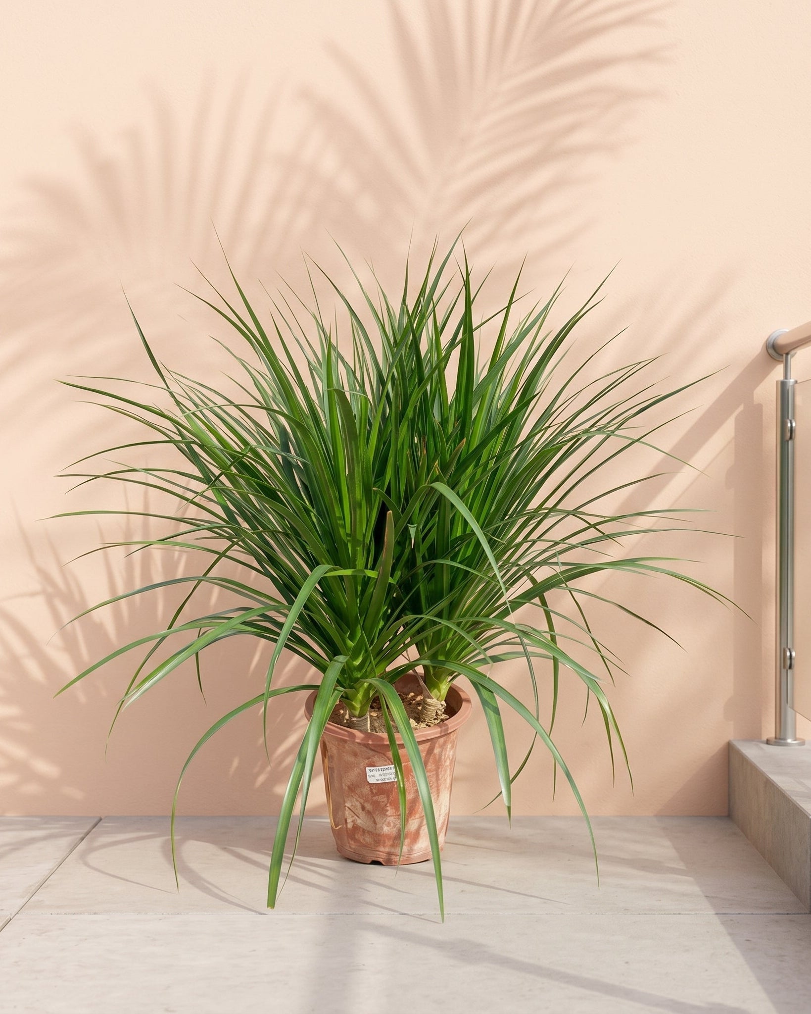 Dragon Tree (Dracaena draco) | Slow - Growing Statement Plant, 70–80 cm / 90–100 cm - Acacia Garden Center