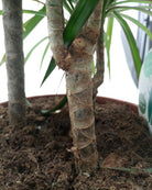 Dragon Tree (Dracaena marginata) | Floor Plant, 1.0–1.2 m - Acacia Garden Center