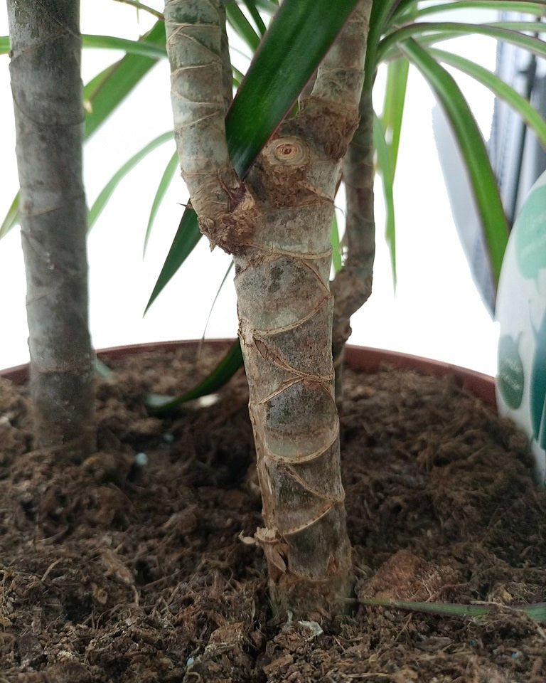 Dragon Tree (Dracaena marginata) | Floor Plant, 1.0–1.2 m - Acacia Garden Center