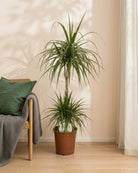 Dragon Tree (Dracaena marginata) | Indoor Plant - Acacia Garden Center