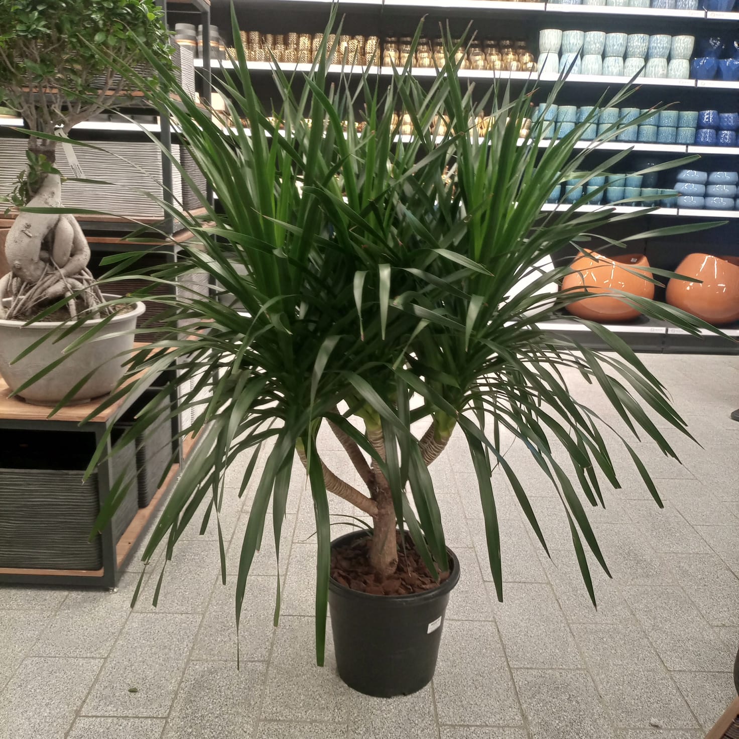 Dragon Tree — Multi - Stem (Dracaena draco) | Floor Plant, 1.3–2.0 m - Acacia Garden Center