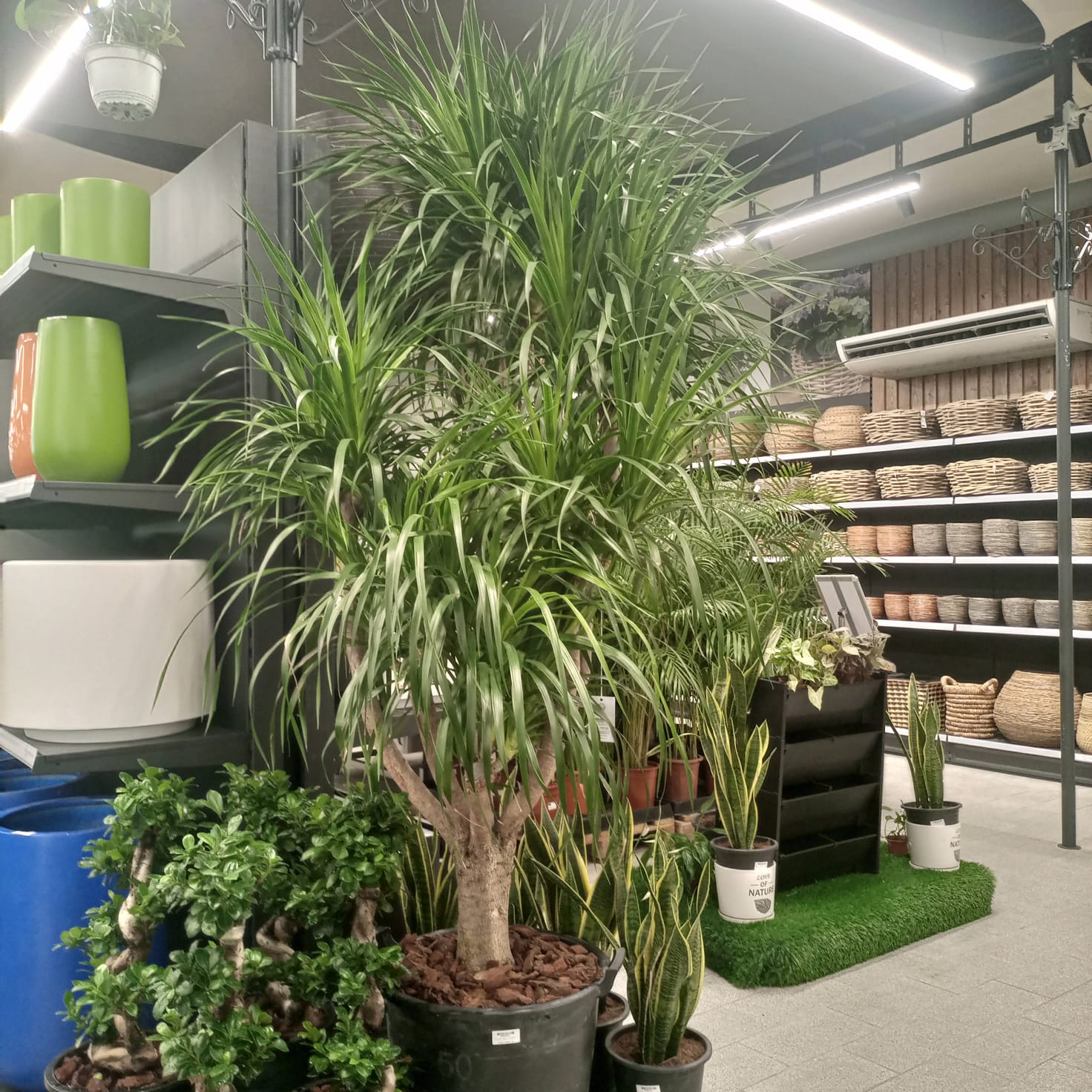 Dragon Tree — Multi - Stem (Dracaena draco) | Floor Plant, 1.3–2.0 m - Acacia Garden Center