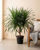 Dragon Tree — Multi - Stem (Dracaena draco) | Floor Plant, 1.3–2.0 m - Acacia Garden Center