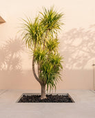 Dragon Tree Multihead (Dracaena draco) | Specimen Succulent, 1.8–2.0 m - Acacia Garden Center