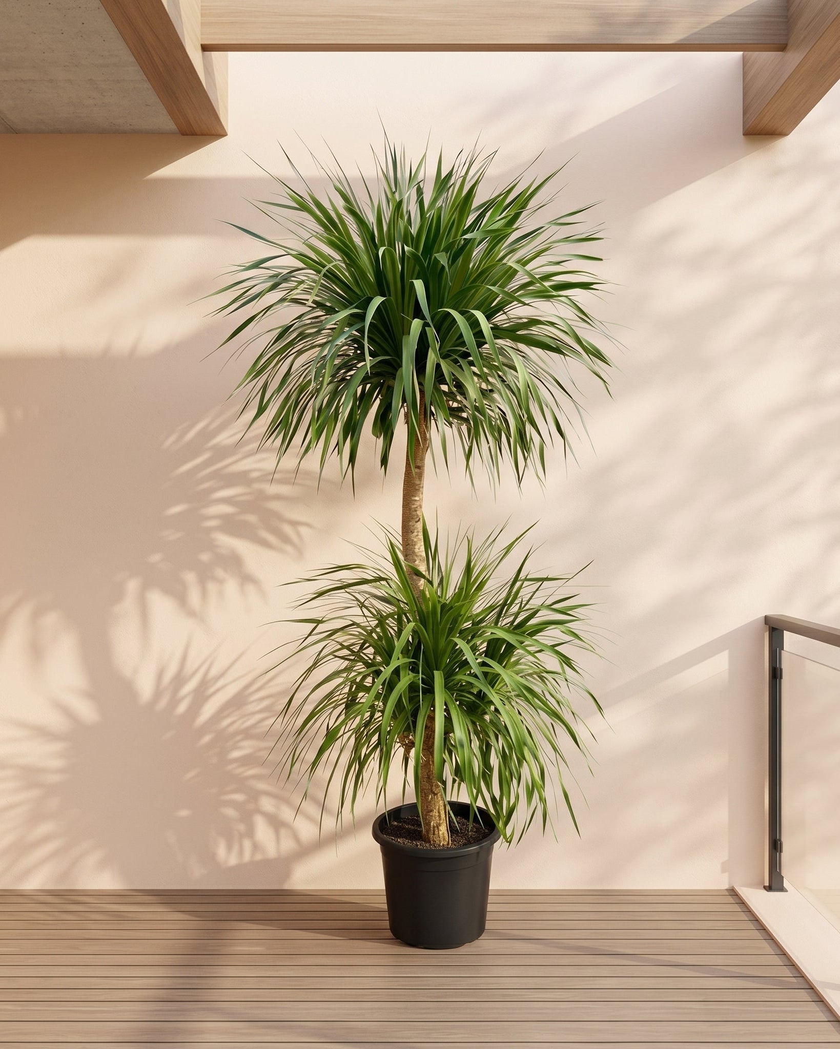 Dragon Tree Multihead (Dracaena draco) | Specimen Succulent, 1.8–2.0 m - Acacia Garden Center