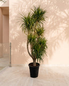 Dragon Tree Multihead (Dracaena draco) | Specimen Succulent, 1.8–2.0 m - Acacia Garden Center