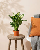 Dumb Cane (Dieffenbachia ‘Camille’) | 30–40 cm - Acacia Garden Center