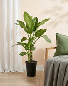 Dumb Cane (Dieffenbachia 'Maria') | Floor Plant, 1.0–1.2 m - Acacia Garden Center