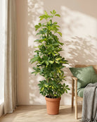 Dwarf Umbrella Tree – Gold Capella (Schefflera arboricola ‘Gold Capella’) | Floor Plant, 0.9–1.2 m - Acacia Garden Center