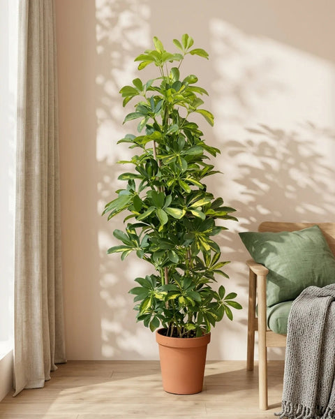 schefflera arboricola safe for dogs Buy Schefflera Arboricola (Dwarf Umbrella) Gold Capella