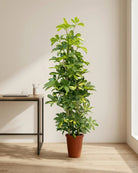 Dwarf Umbrella Tree – Gold Capella (Schefflera arboricola ‘Gold Capella’) | Floor Plant, 0.9–1.2 m - Acacia Garden Center