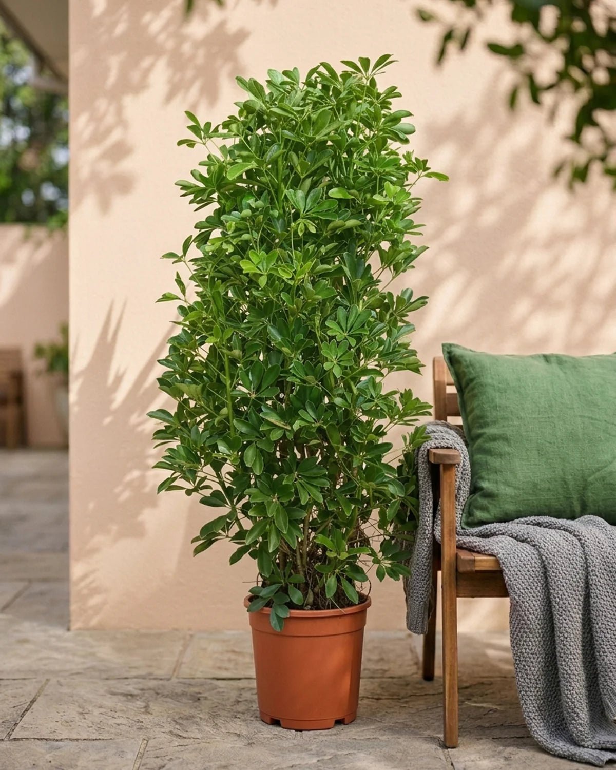 Dwarf Umbrella Tree – Premium (Schefflera arboricola) | Floor Plant, 1.0–1.2 m - Acacia Garden Center