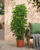 Dwarf Umbrella Tree – Premium (Schefflera arboricola) | Floor Plant, 1.0–1.2 m - Acacia Garden Center