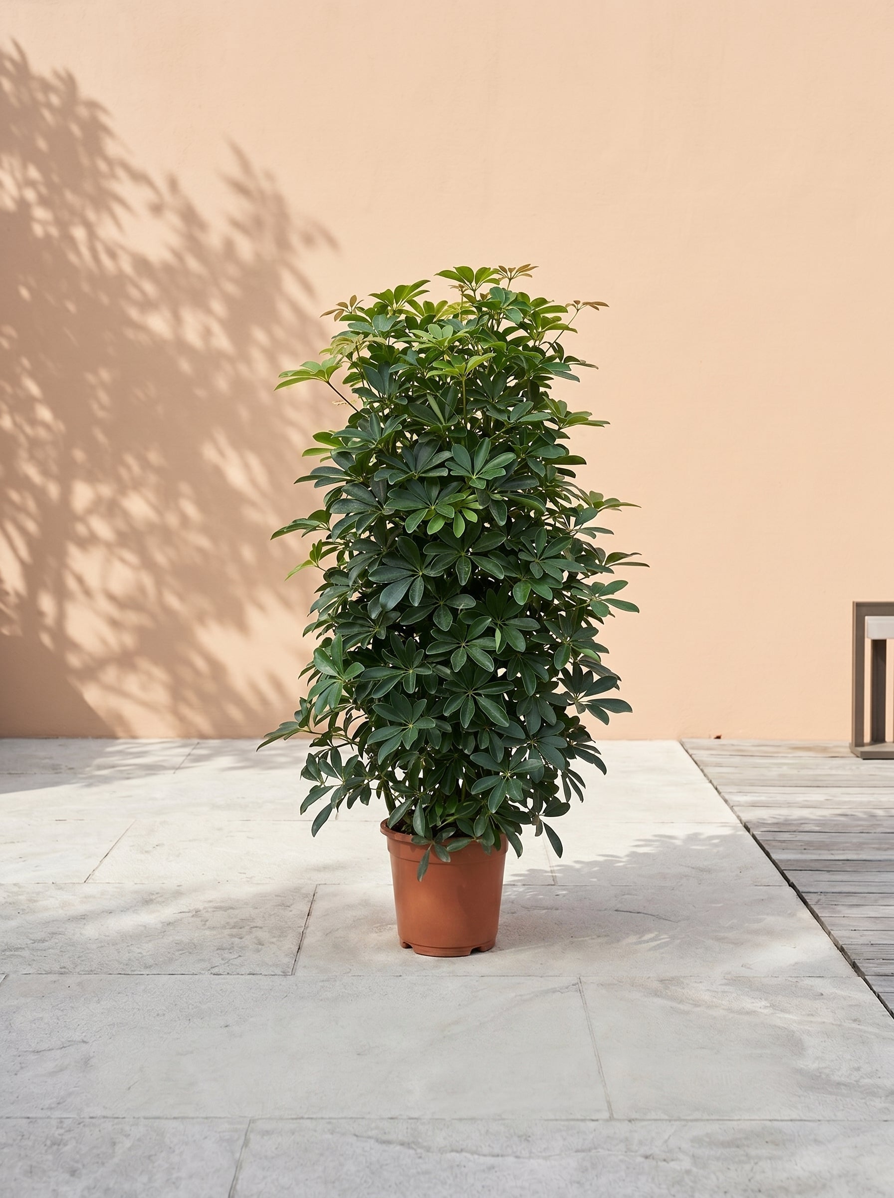 Dwarf Umbrella Tree (Schefflera arboricola) | Floor Plant, 1.0 m - Acacia Garden Center