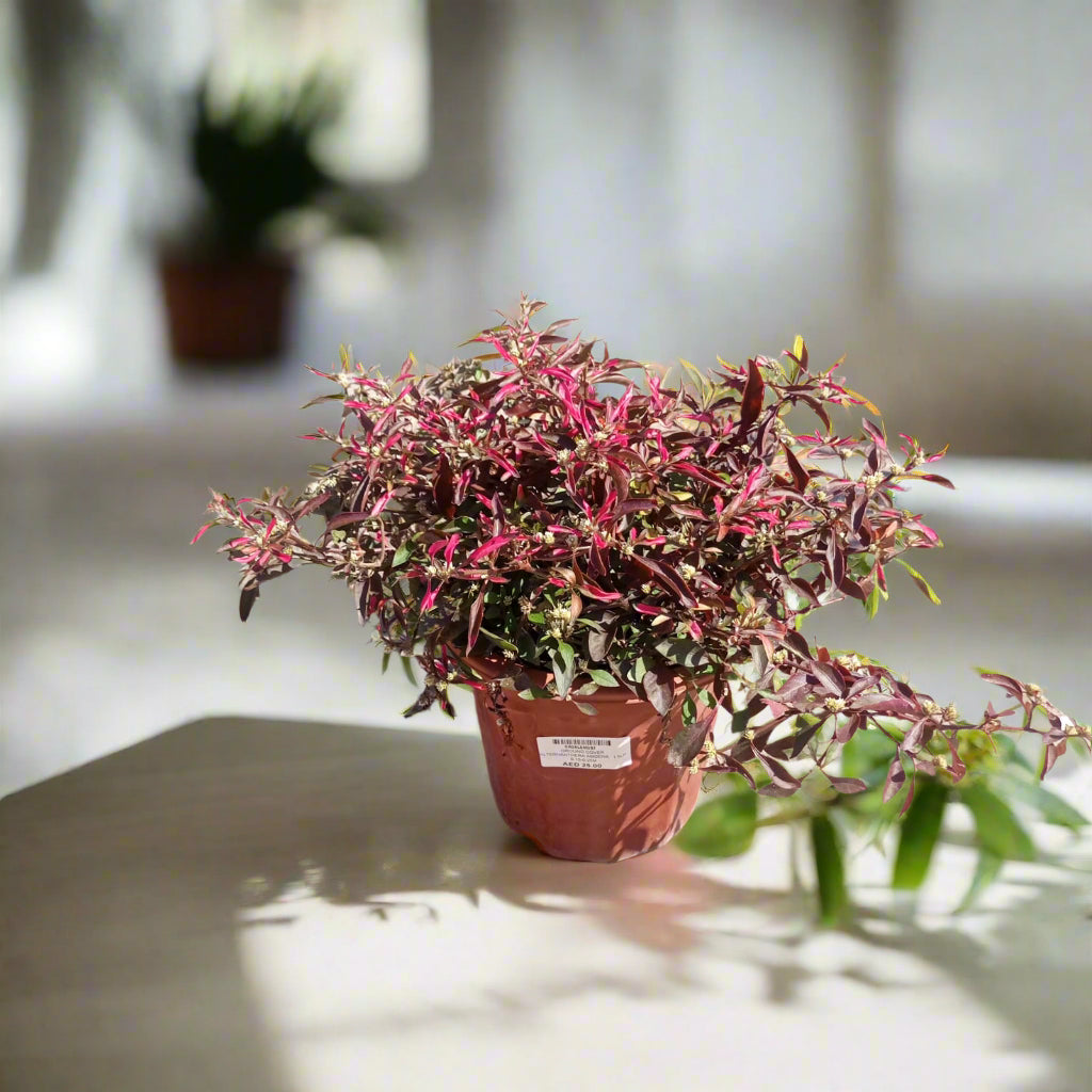 Ground Cover Alternanthera Amoena, 1.5LP, 20-25CM