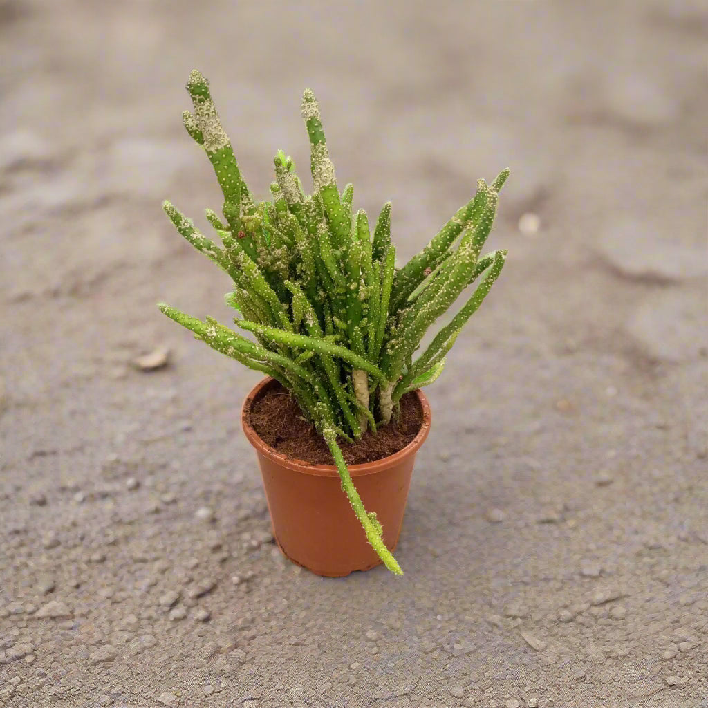 Indoor Cactus Lucky (Rhipsalis Baccifera), Type H1