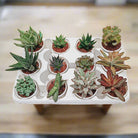 Echeveria Mixed - Acacia Garden Center