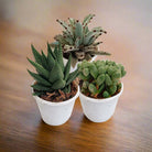 Echeveria Mixed - Acacia Garden Center