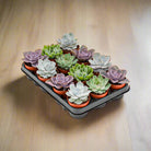 Echeveria Mixed - Acacia Garden Center