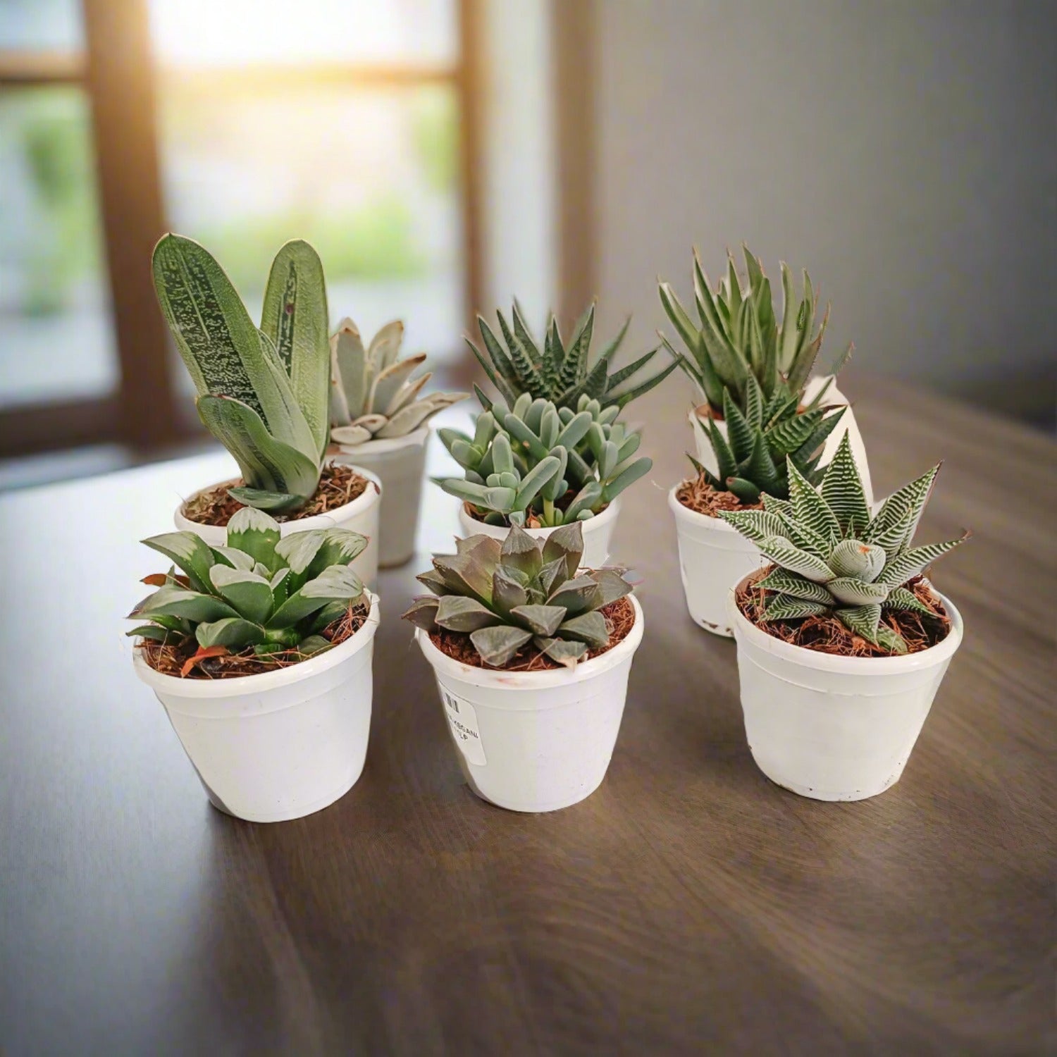 Echeveria Mixed - Acacia Garden Center