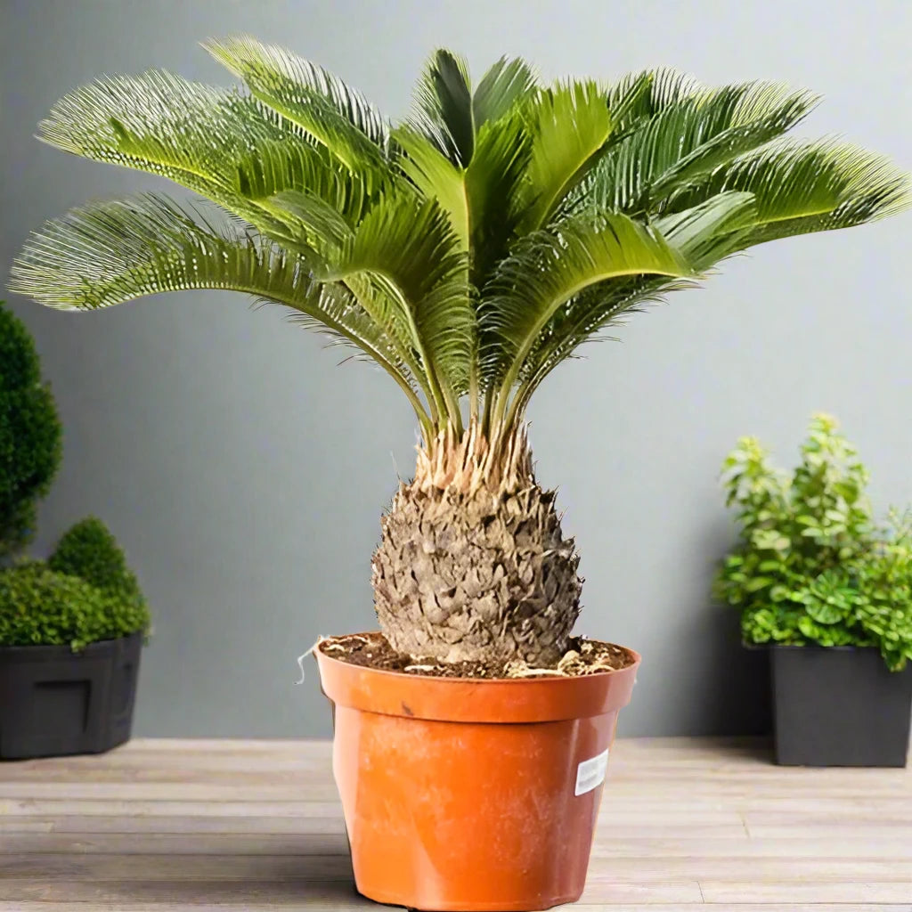 Cycas Revoluta Cycads Type G9, Single Trunk 70LP, 0.8 - 1.0M CT