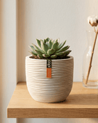 Egg Planter BOFI 132 - Acacia Garden Center