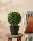 Ehretia Ball (Ehretia microphylla) | Topiary, Multiple Sizes - Acacia Garden Center
