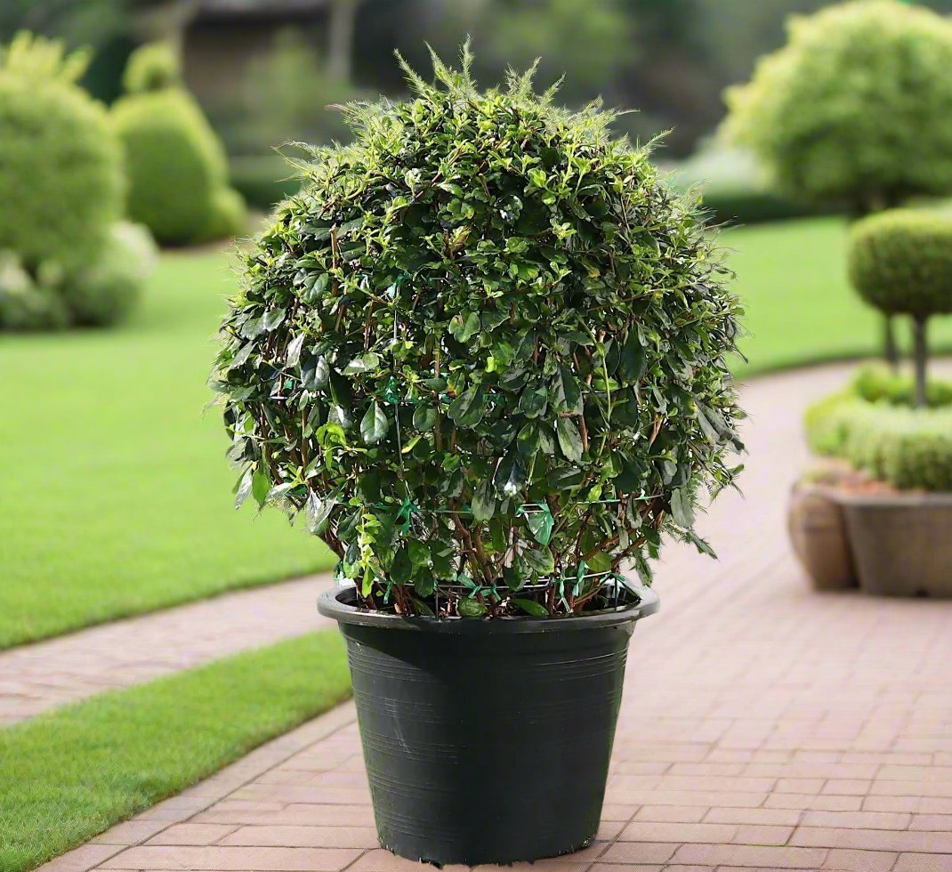 Ehretia Ball (Ehretia microphylla) | Topiary, Multiple Sizes - Acacia Garden Center