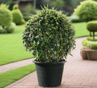 Ehretia Ball (Ehretia microphylla) | Topiary, Multiple Sizes - Acacia Garden Center