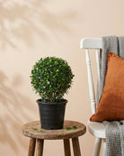 Ehretia Ball (Ehretia microphylla) | Topiary, Multiple Sizes - Acacia Garden Center