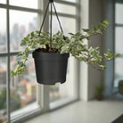 English Ivy (Hedera Helix) | 20 - 30cm - Acacia Garden Center