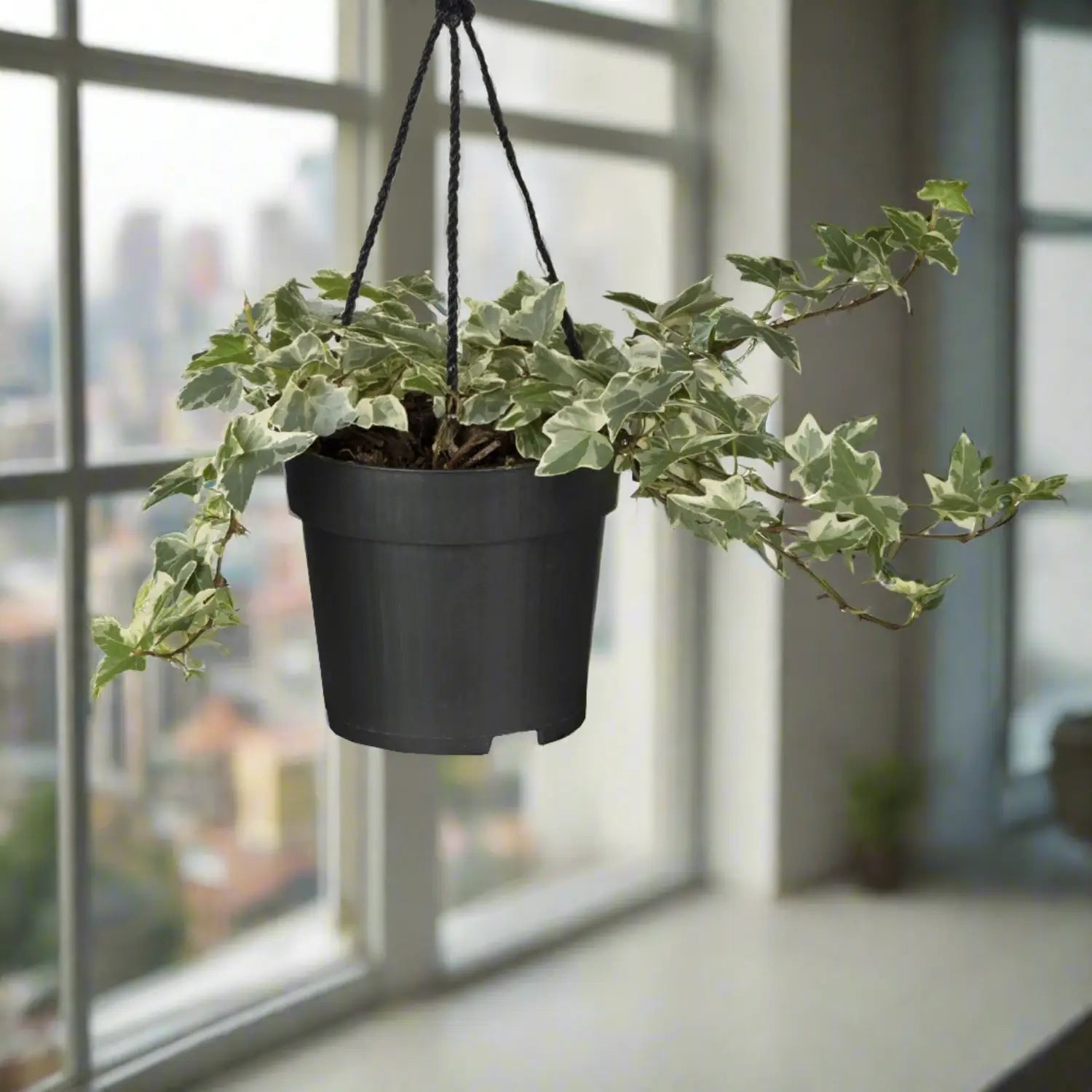 English Ivy (Hedera Helix) | 20 - 30cm - Acacia Garden Center