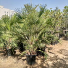 European Fan Palm (Chamaerops humilis) | Hardy Clumping Palm, 1.0–1.25 m - Acacia Garden Center