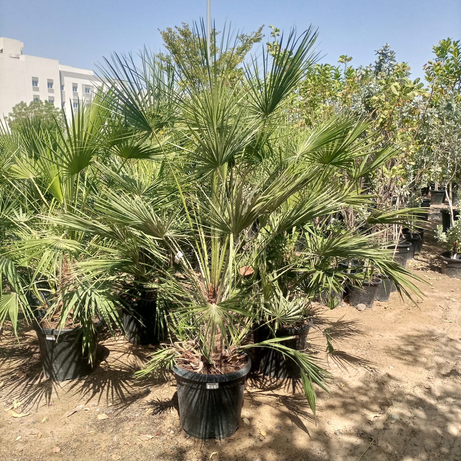European Fan Palm (Chamaerops humilis) | Hardy Clumping Palm, 1.0–1.25 m - Acacia Garden Center