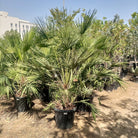 European Fan Palm (Chamaerops humilis) | Hardy Clumping Palm, 1.0–1.25 m - Acacia Garden Center