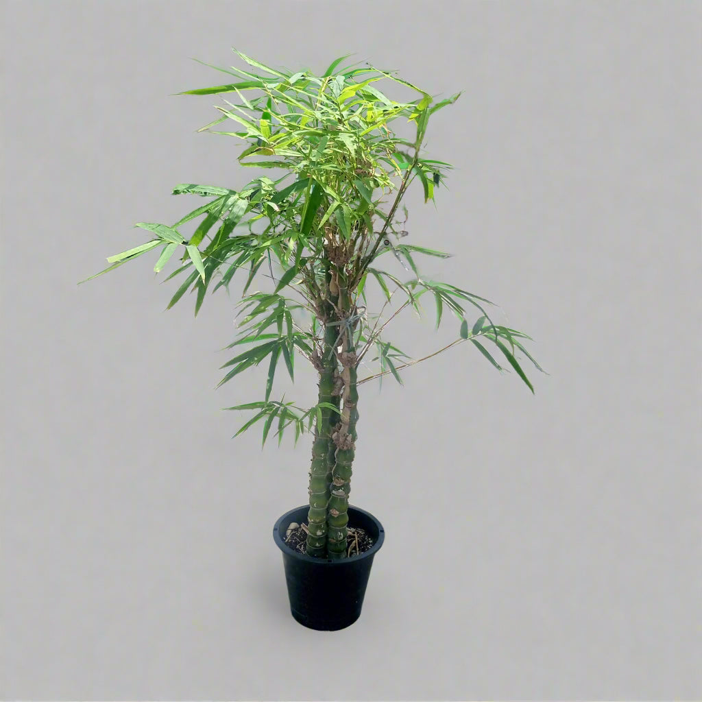 Grass Bambusa Ventricosa (Clumping Bamboo) | 1.0 - 1.2 m