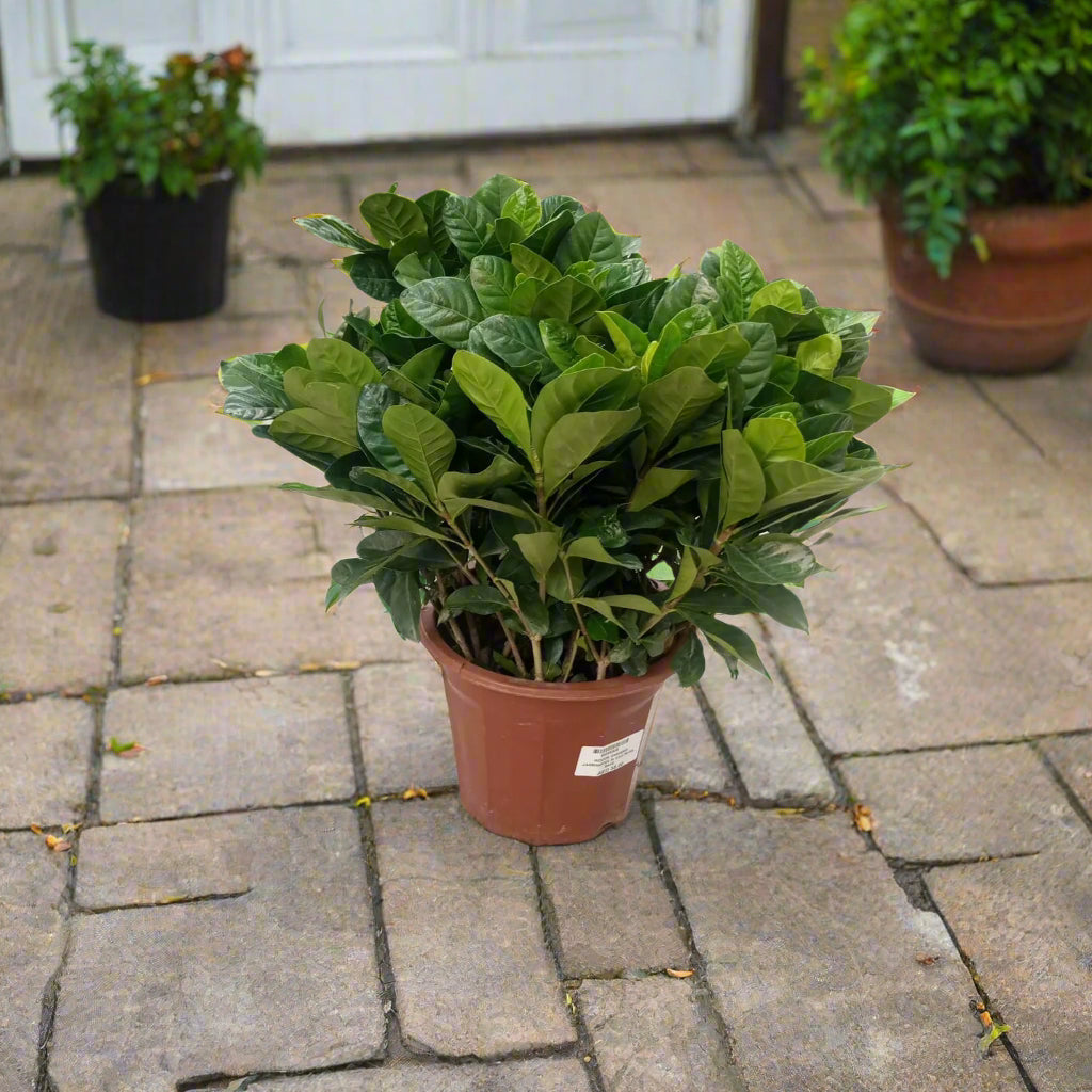 Gardenia Jasmenoides, 5LP, 40-50CM