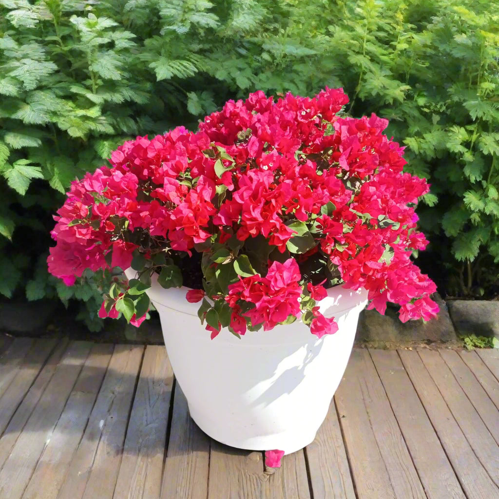 Shrub Bougainvillea Glabra, Mixed Colour Type 5C, 3PP, 70-80CM