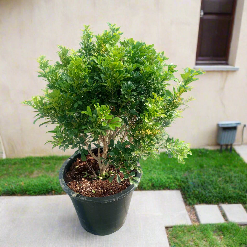 Shrub Murraya Paniculata, Type C 3PP, 10LP,80-90CM