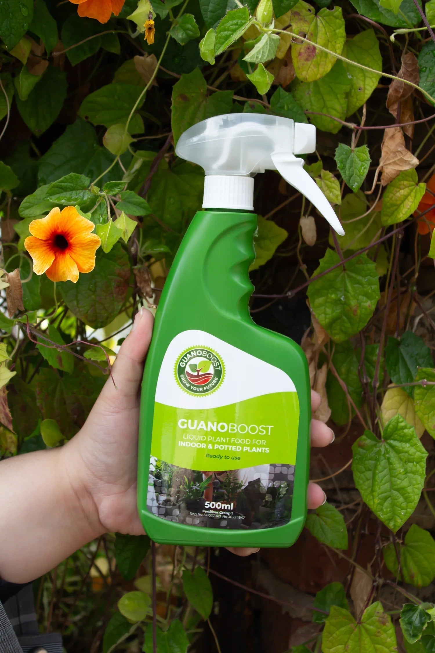 Fertilizer Guano Boost | Pure Organic (Indoor & Potted Plants) - Acacia Garden Center