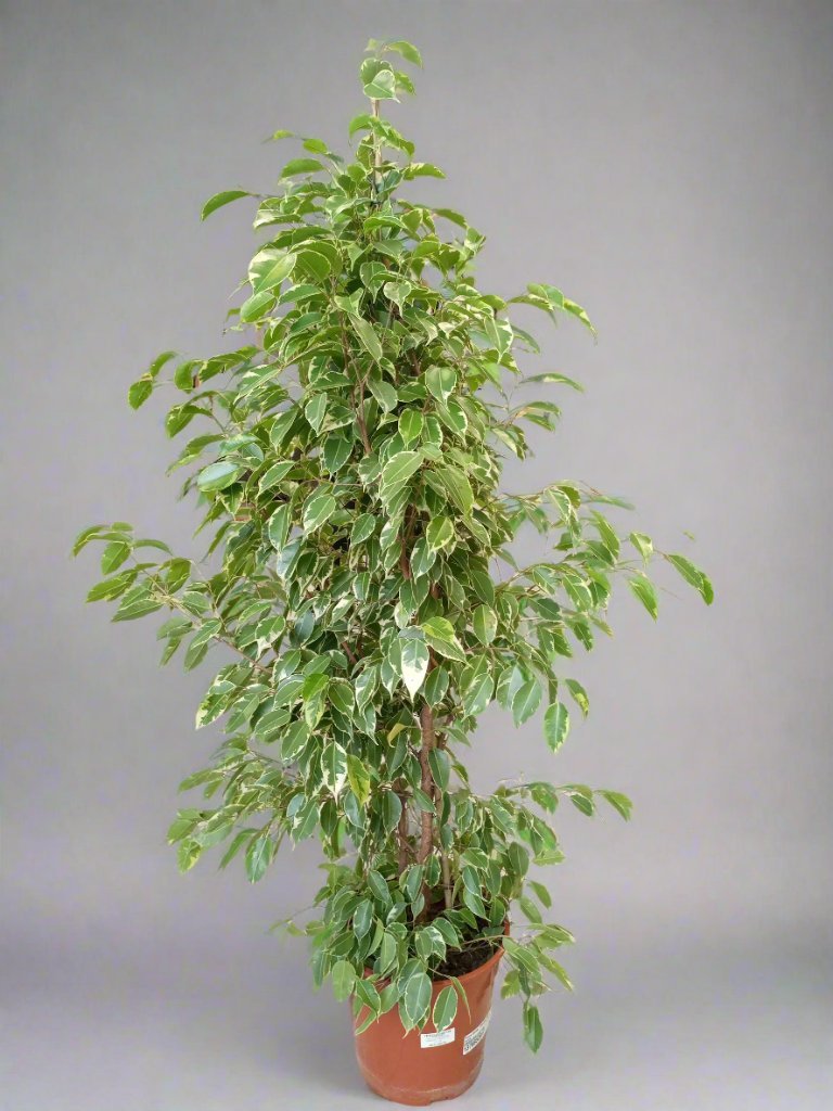Ficus Benajamina (Weeping Fig | Starlight) | 1.0 - 1.2m - Acacia Garden Center