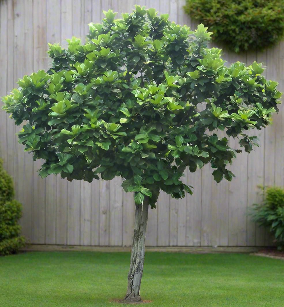 Ficus Benghalensis Tree, 500LP - 5.0-6.0M, 3.0M CT