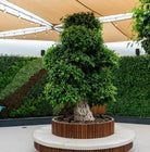 Ficus Bonsai Specimen (Ficus retusa) | 4.5–5.0 m - Acacia Garden Center