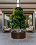Ficus Bonsai Specimen (Ficus retusa) | 4.5–5.0 m - Acacia Garden Center