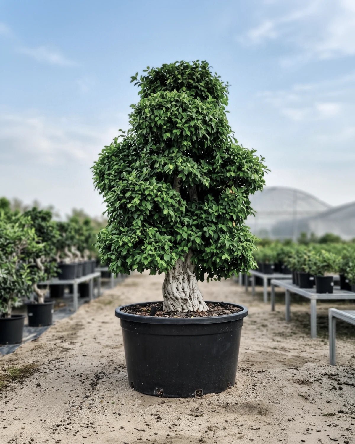 Ficus Bonsai Specimen (Ficus retusa) | 4.5–5.0 m - Acacia Garden Center