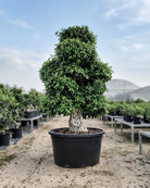 Ficus Bonsai Specimen (Ficus retusa) | 4.5–5.0 m - Acacia Garden Center