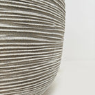 Ficus Elastica (Rubber plant) | 70 - 80 cm - Acacia Garden Center