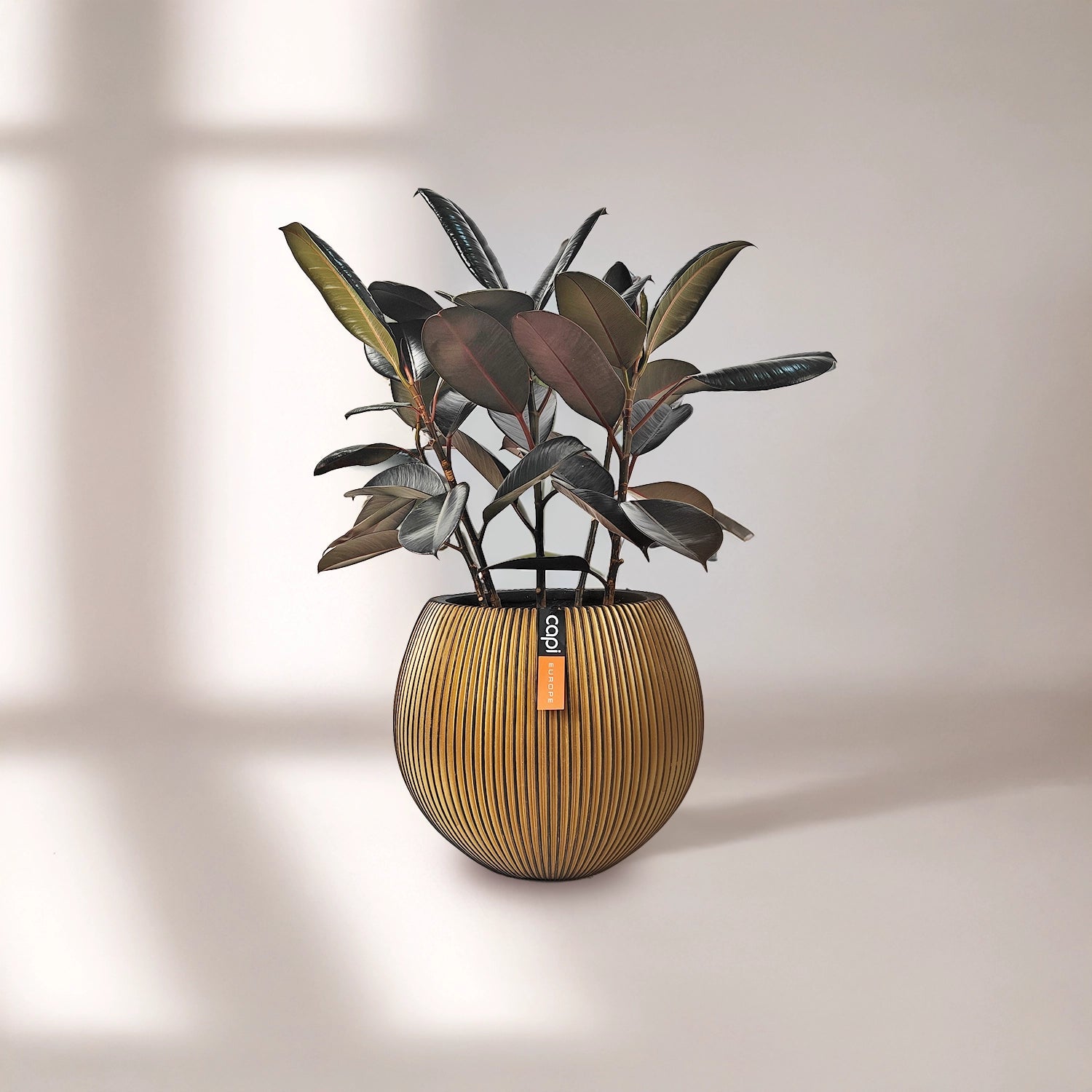 Ficus Elastica (Rubber plant) | 70 - 80 cm - Acacia Garden Center