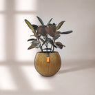 Ficus Elastica (Rubber plant) | 70 - 80 cm - Acacia Garden Center