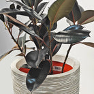 Ficus Elastica (Rubber plant) | 70 - 80 cm - Acacia Garden Center